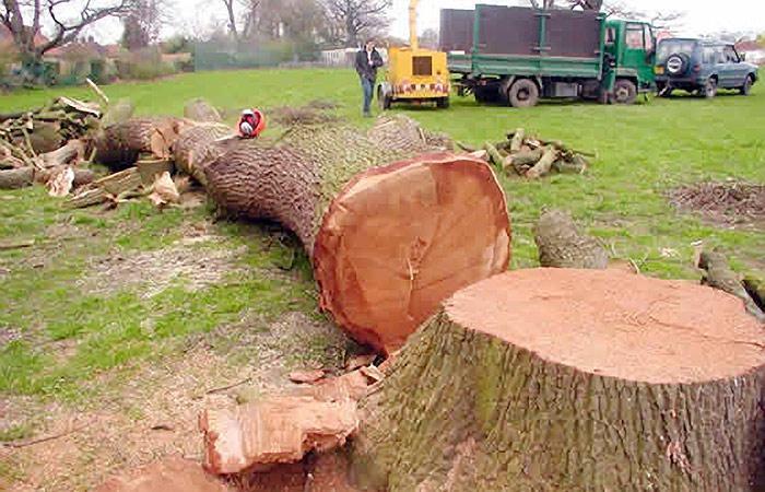 Large tree felled by Gearing Landscape Services