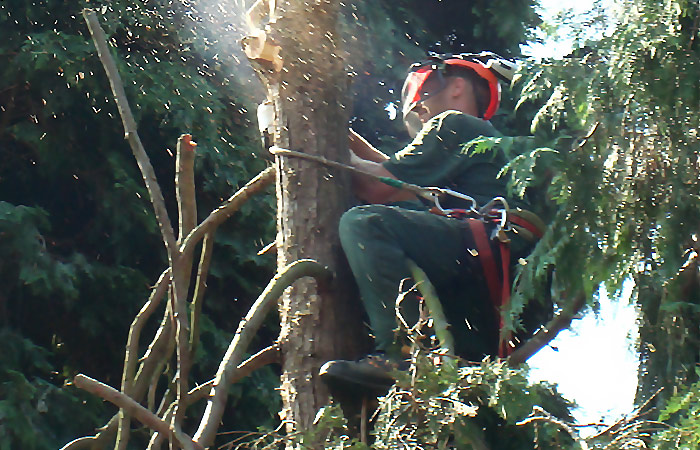 Commercial tree work